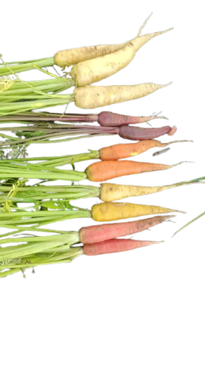 צרור גזר צבעוני אורגני 