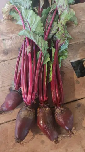 סלק  אורגני מוארך בצרור עם העלים