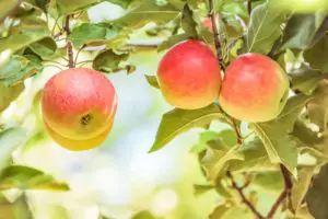 תפוח עץ סאן דאונר חדש טרי תוצרת הארץ אורגני  פגמים קלים על הקליפה- מחיר יעודכן ביחס למשקל