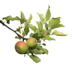 תפוח עץ ענה אורגני- מחיר יעודכן ביחס למשקל