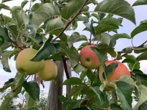 תפוח עץ אורליאנסקי אורגני- מחיר יעודכן ביחס למשקל