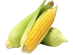 תירס צהוב מתוק אורגני - מחיר יעודכן ביחס למשקל