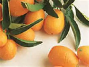 קומקוואט (תפוז סיני) אורגני 0.5 ק"ג