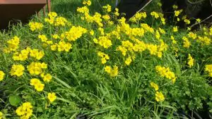 חמציץ  אורגני