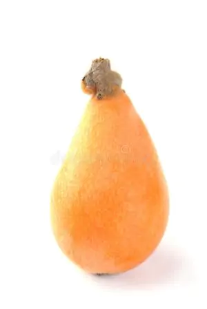 שסק אורגני