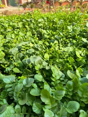 עלי חרדל וואסבי אורגני