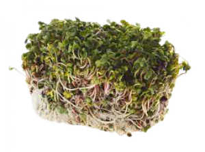 נבטי צנונית אורגניים