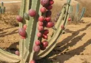 קובו אורגני - מחיר יעודכן ביחס למשקל