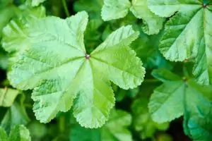 עלי חוביזה אורגני