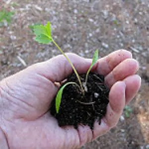 עציץ בקצ'וי אורגני