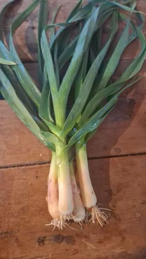 שום ירוק אורגני