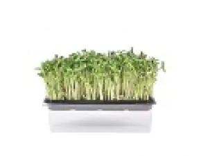 נבטי צנונית אורגנים  על מצע - של דרור