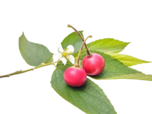 גרגר פנמה אורגני