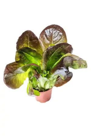 עציץ חסה ליטל ג'ם אדום אורגני