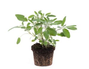 עציץ מרווה אורגני