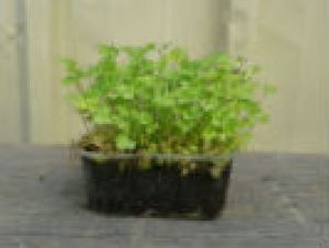 עציץ לבנדר אורגני