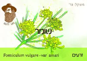 זרעי שומר אורגנים - גוט תבלינים