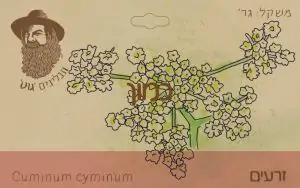 כמון טחון ביודינמי - גוט תבלינים