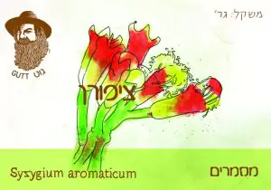 ציפורן מסמרים - גוט תבלינים