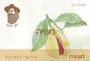 משייה מעטפת - גוט תבלינים