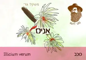 כוכב אניס "גוט תבלינים"