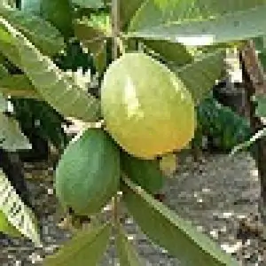 גויאבה תותית אורגנית כ 250 גרם. קטנה