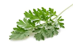 שיבא אורגנית