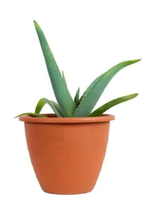 עציץ  אלוורה אורגני