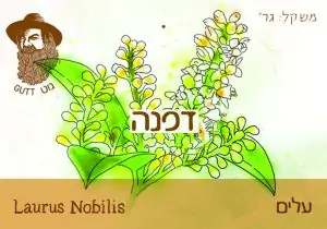 עלי דפנה "גוט תבלינים"