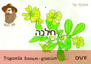 זרעי חילבה אורגני ללא פיקוח "גוט תבלינים"