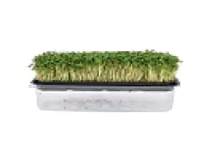 נבטי אלפלפא אורגנים  על מצע - של דרור