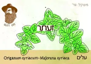 זעתר עלים אורגני ללא פיקוח- גוט תבלינים