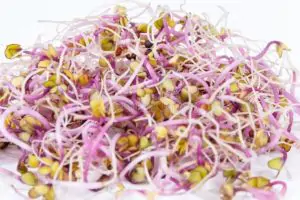 זרעי קייל אורגנים להנבטה