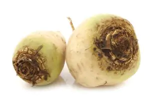 סלק לבן אורגני 