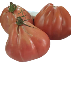 עגבניה לב השור אורגני