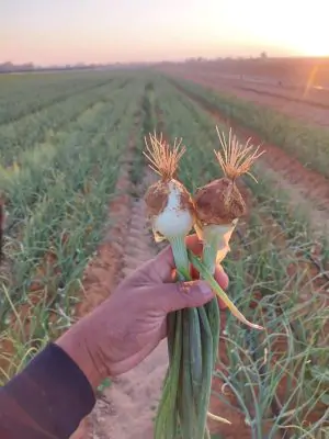 בצל לח בצרור אורגני