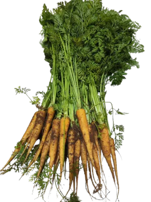 צרור גזר לבן אורגני  עם העלים 