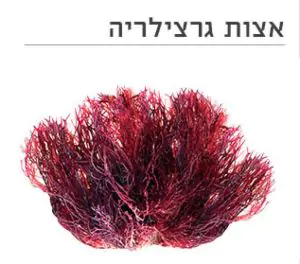 אצת גרצילריה אדומה טריה 200 גרם- SEAKURA