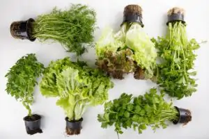 עציץ קולורבי אורגני