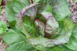 עולש רדיצ'יו אורגני