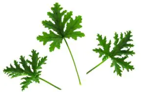 גרניום ריחני צרור